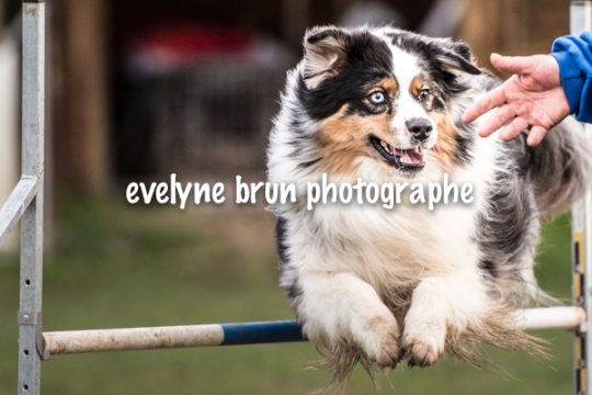 Evelyne Brun photographe chien