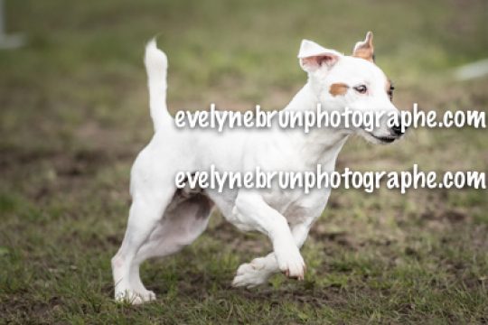Evelyne Brun photographe chien