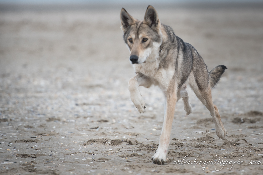 Evelyne Brun Photographe » Chien-loup de Saarloos