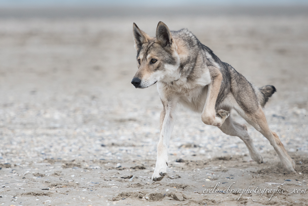 Evelyne Brun Photographe » Chien-loup de Saarloos