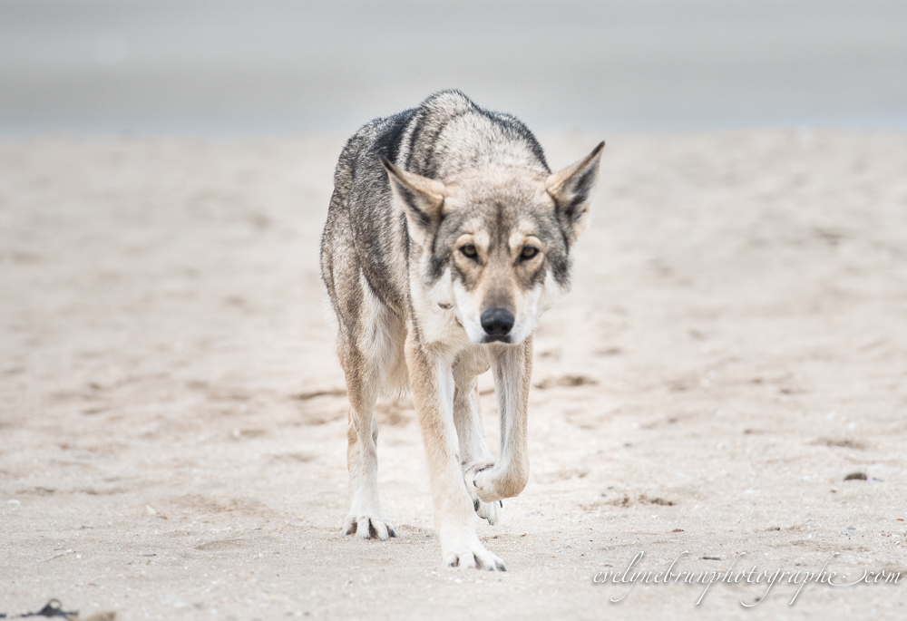 Evelyne Brun Photographe » Chien-loup de Saarloos